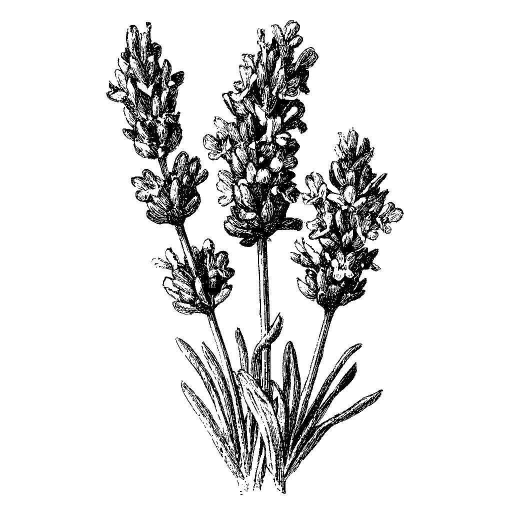 Illustration de trois épis de lavande en fleurs