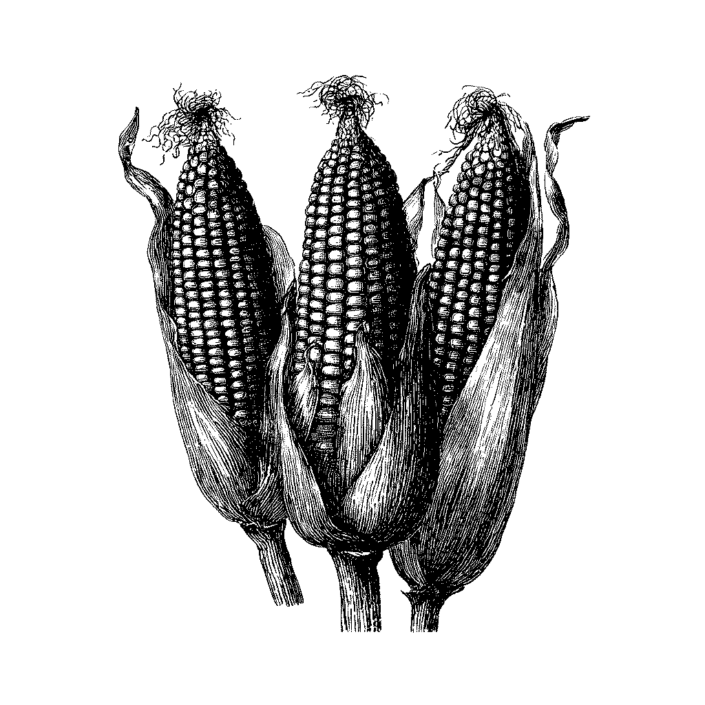 Illustration d’un épi de maïs