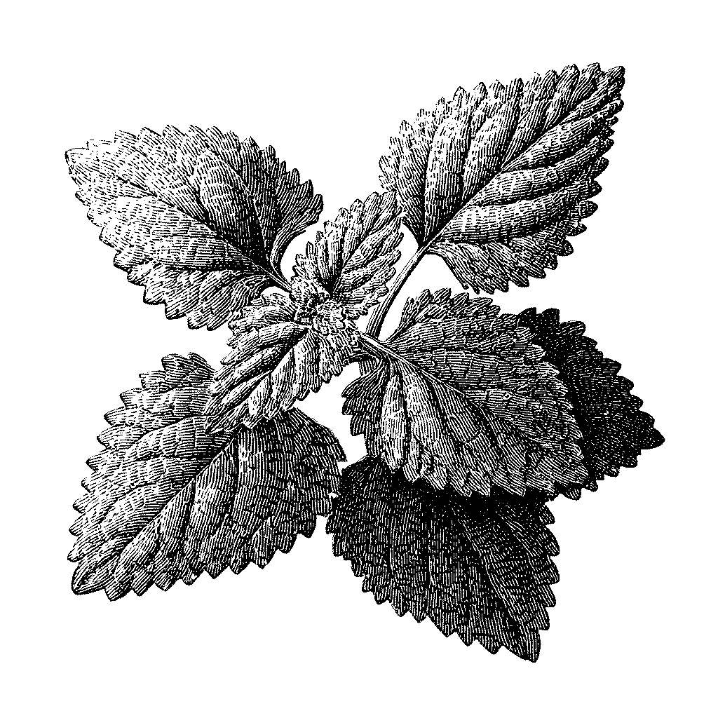 Illustration de feuilles de mélisse officinale