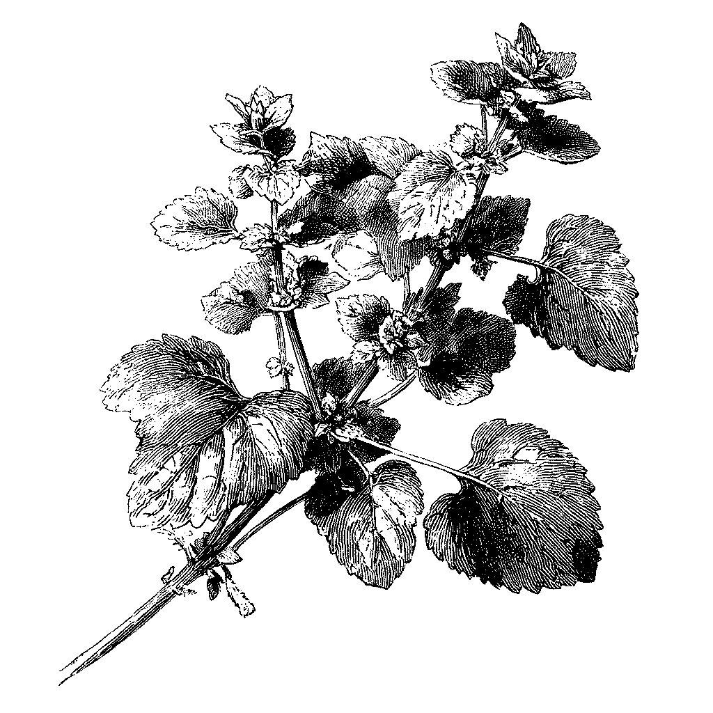 Illustration d’un plant de mélisse officinale