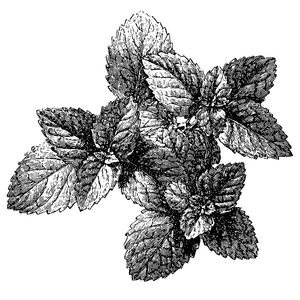 Illustration de feuilles de menthe fraîche