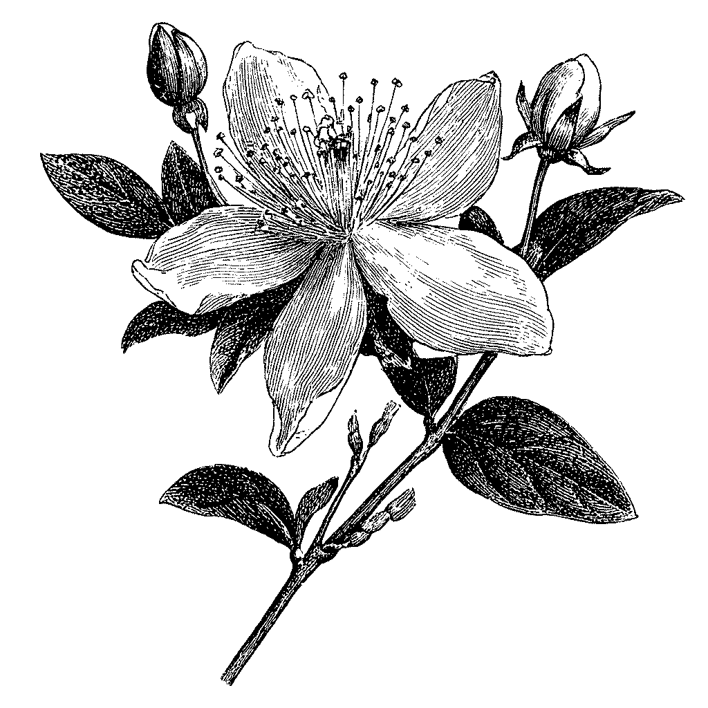 Illustration d'une fleur de millepertuis
