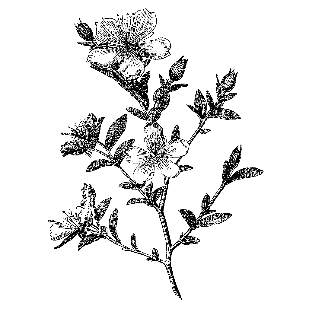 Illustration d’un rameau de millepertuis fleuri