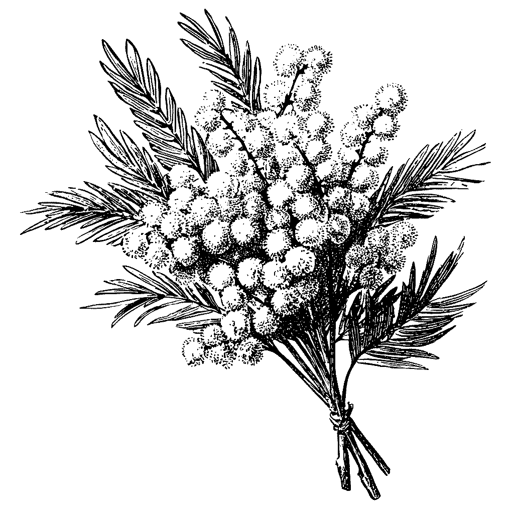 Coupez le mimosa le matin, fendez les tiges et placez-les dans une eau tiède.