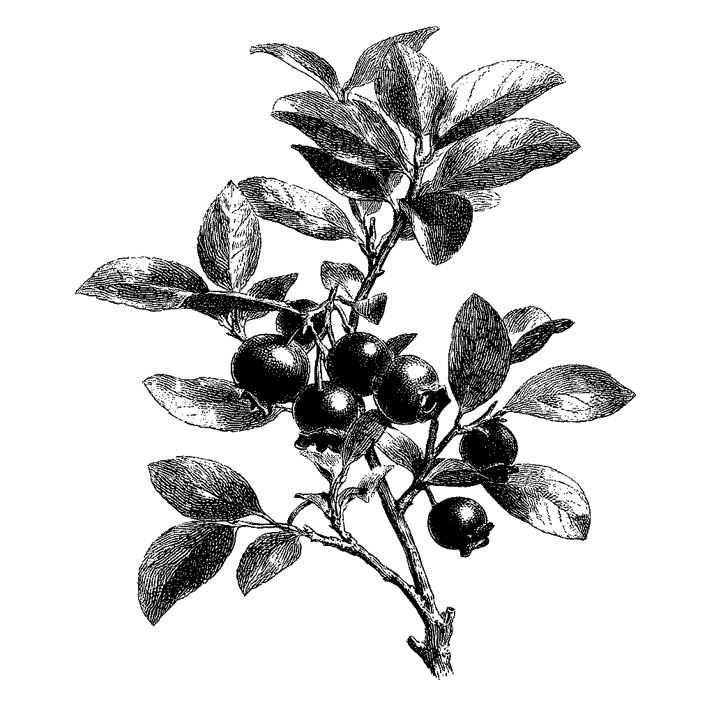 Illustration botanique d’un myrtillier en fleurs