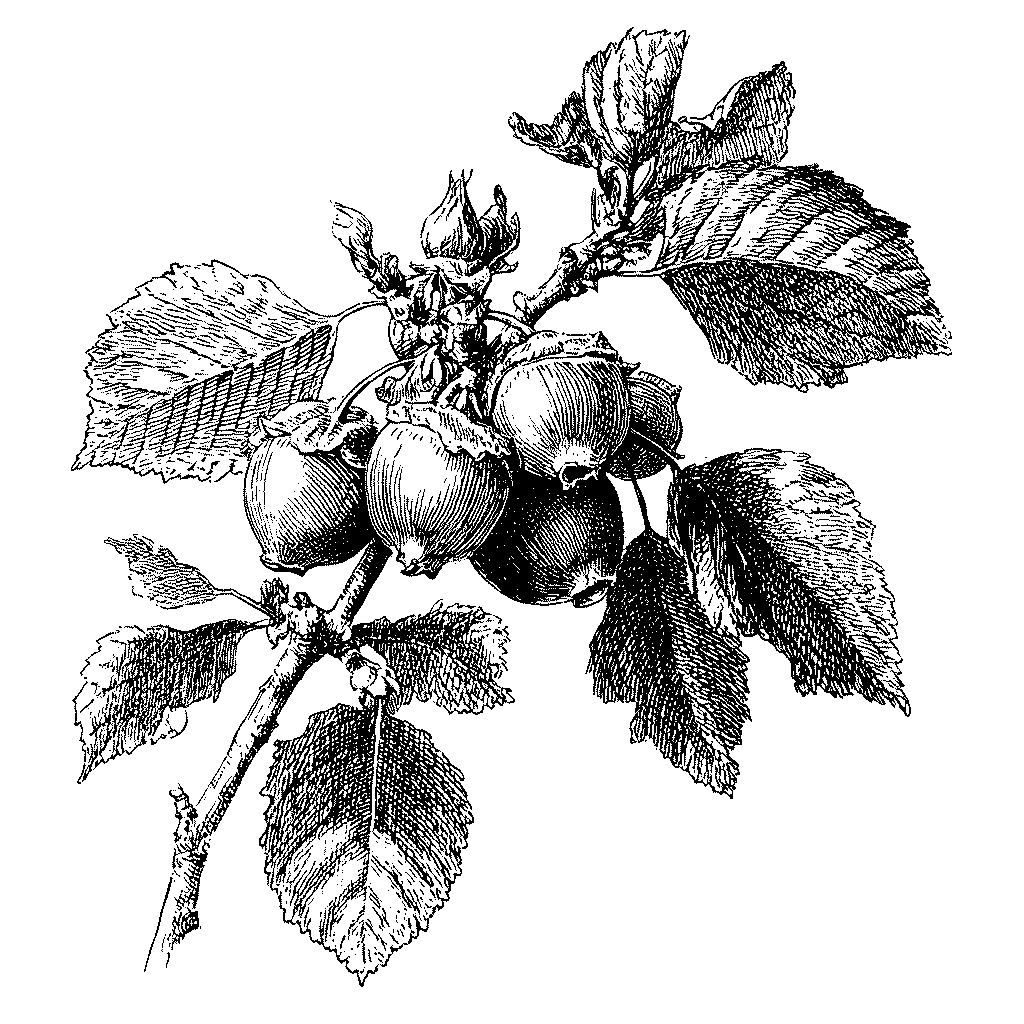 Illustration botanique d'une branche de noisetier