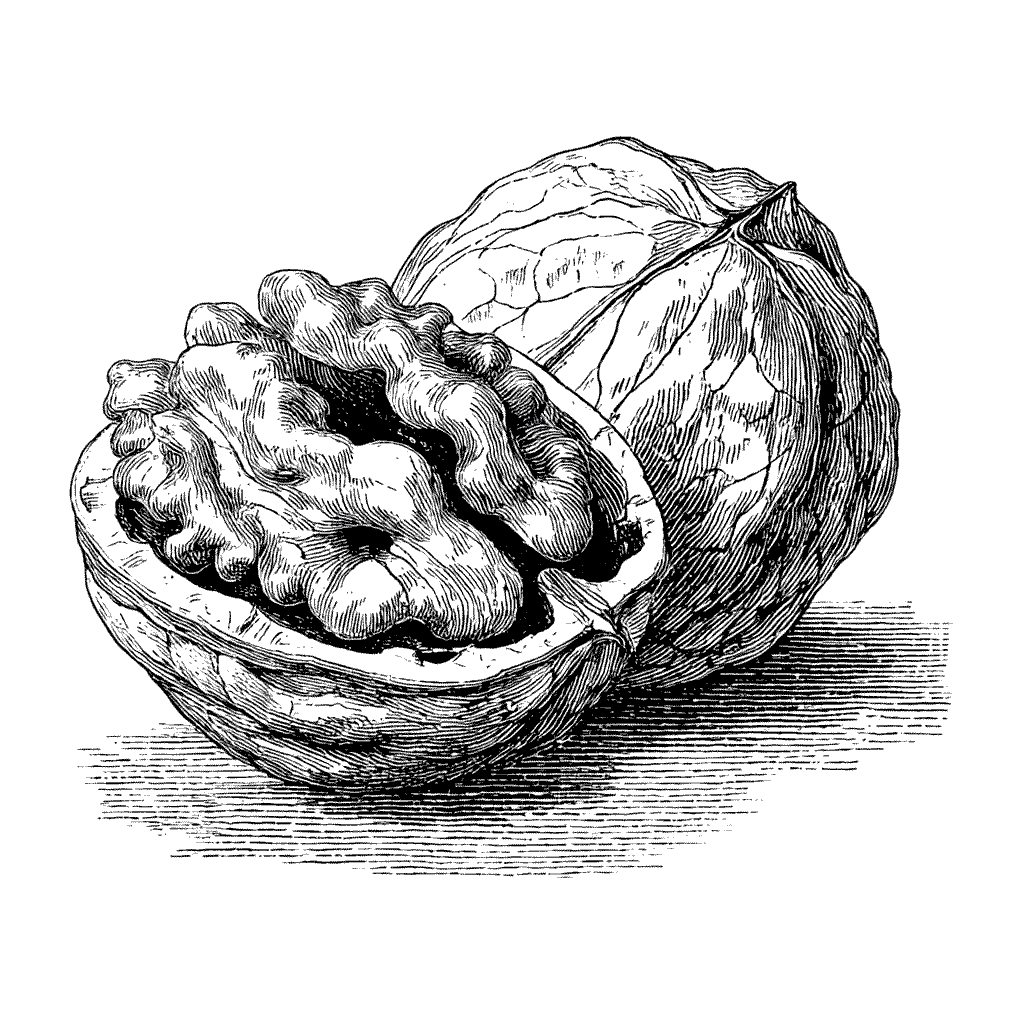 Illustration d'une noix ouverte