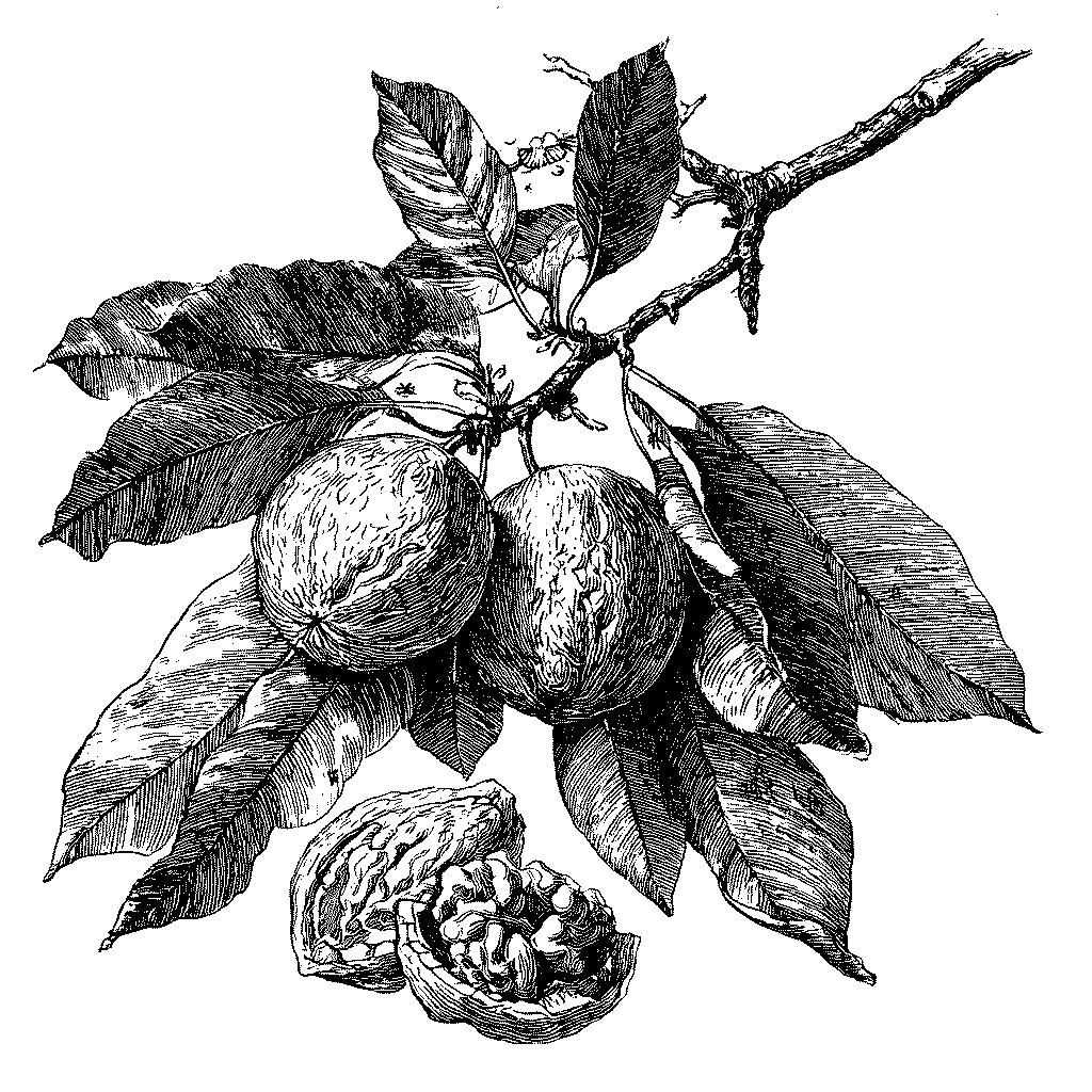 Illustration botanique d'une branche de noyer