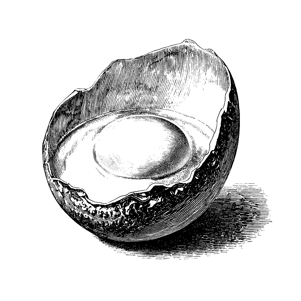 Illustration d’un œuf ouvert montrant le jaune et le blanc