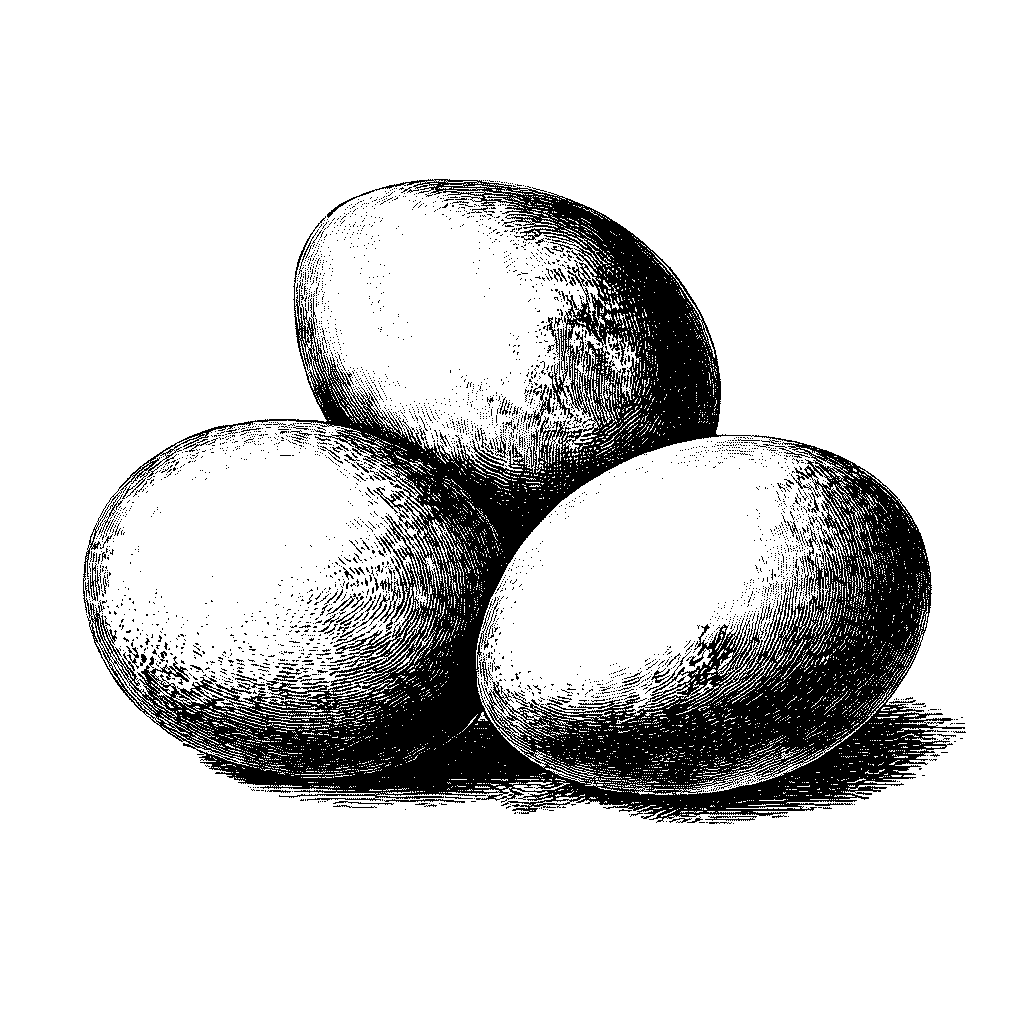 Illustration d’œufs frais