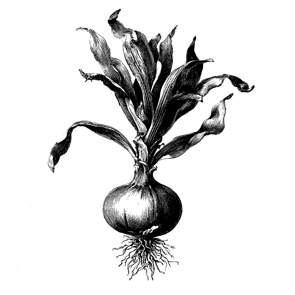 Illustration botanique d’un plant d’oignon avec bulbe et feuilles