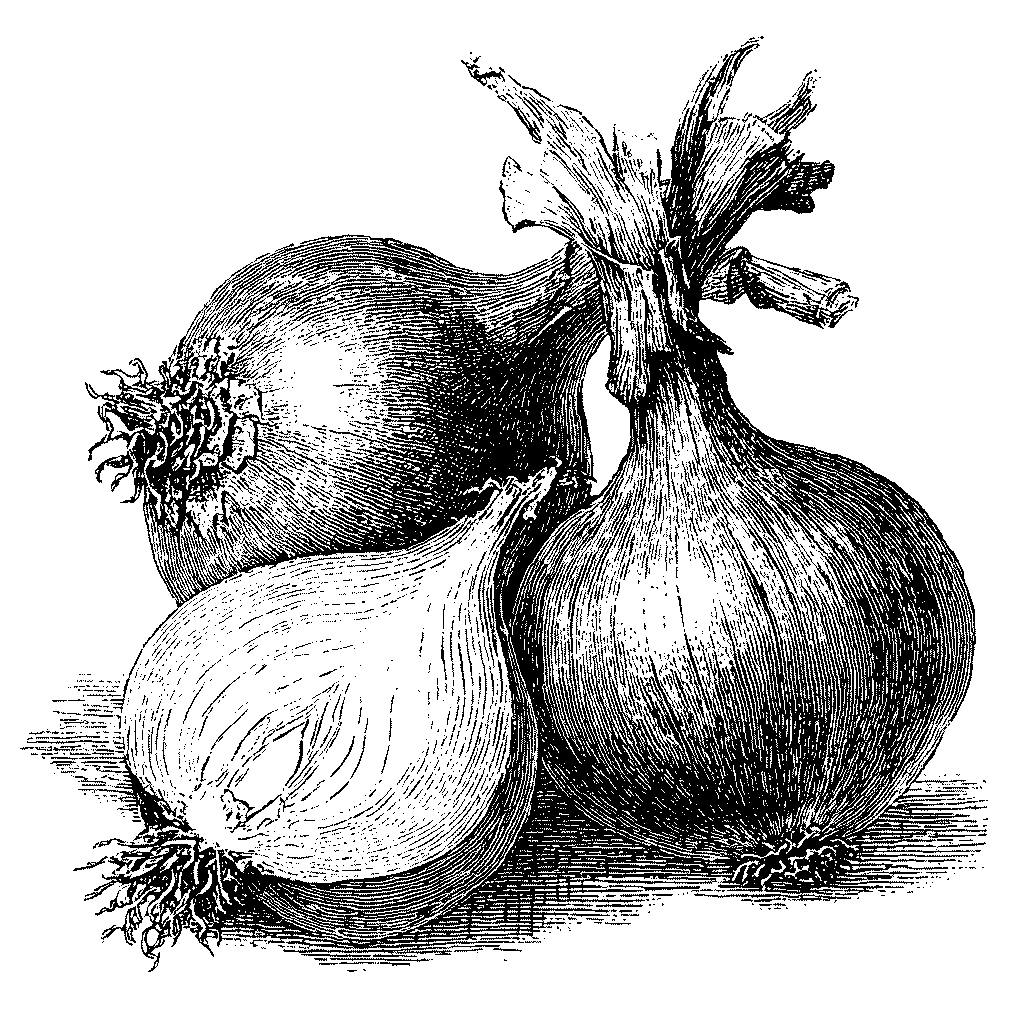 Illustration d'oignons dont un coupé en deux