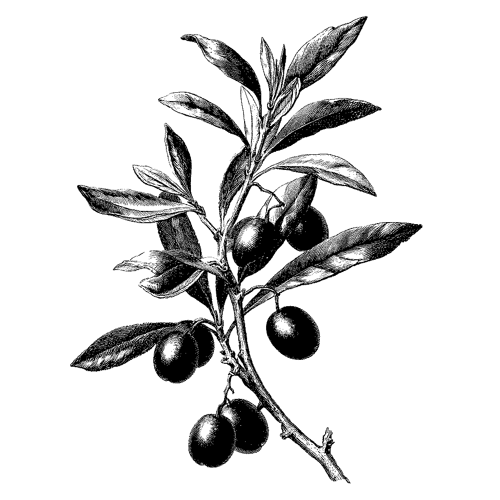 Illustration botanique d’une branche d'olivier