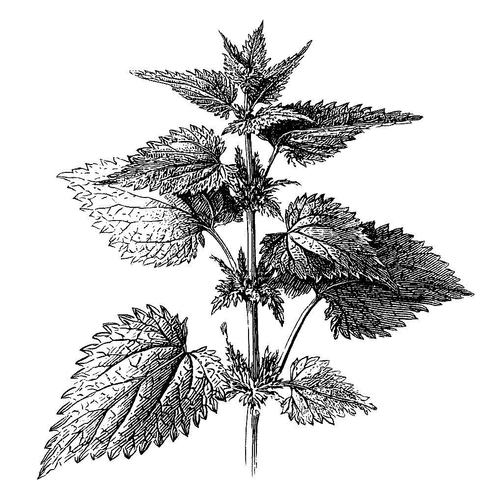 Illustration botanique d’une ortie commune