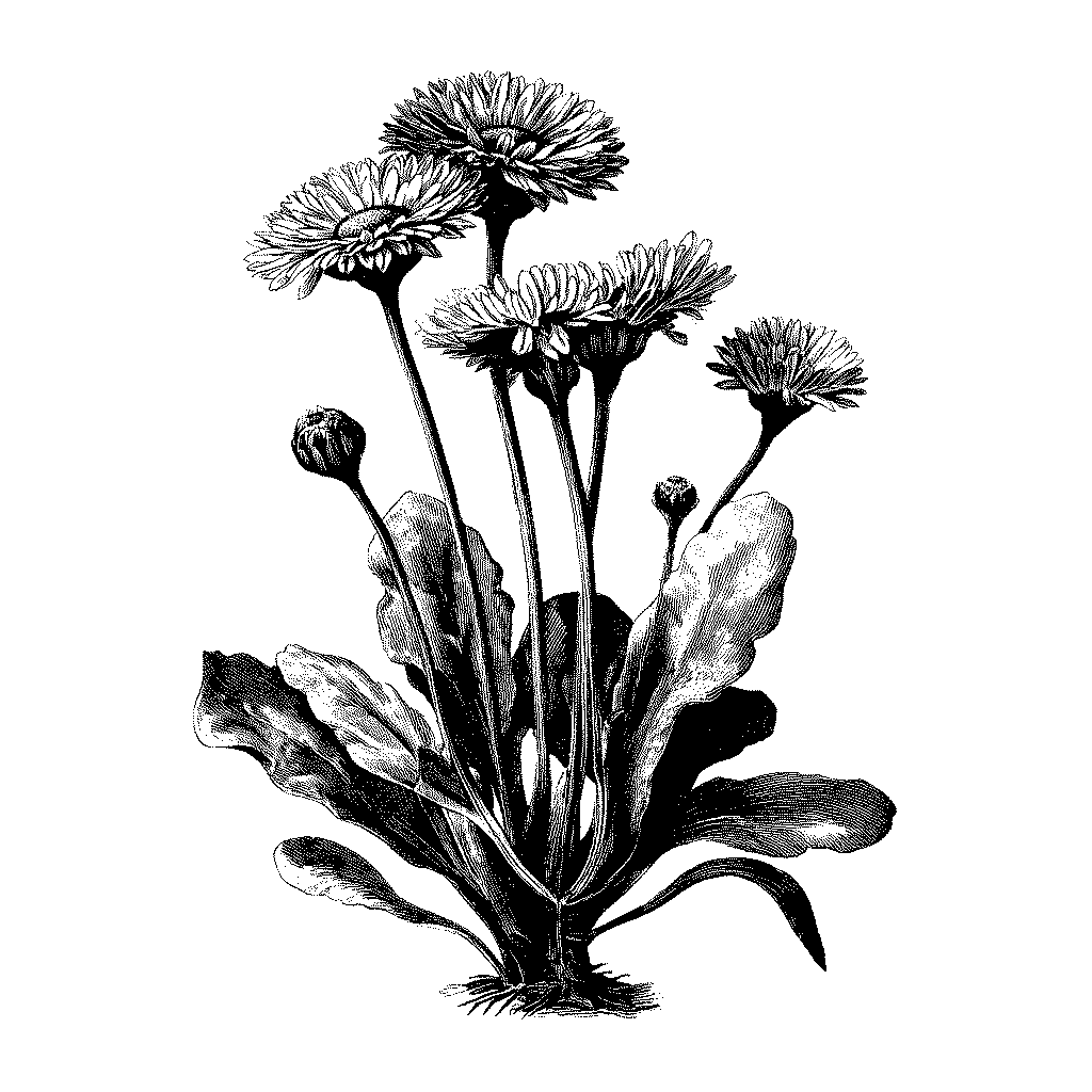 Illustration botannique d'un plant de pâquerette