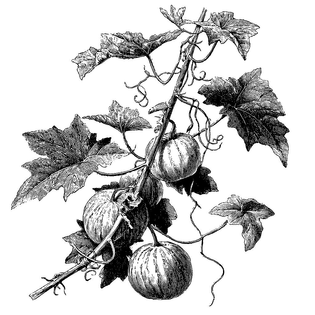 Illustration botanique d'un plant de pastèque