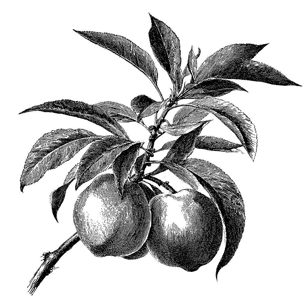 Illustration d’une branche de pêches mûres