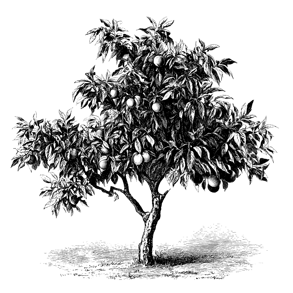 Illustration d’un pêcher