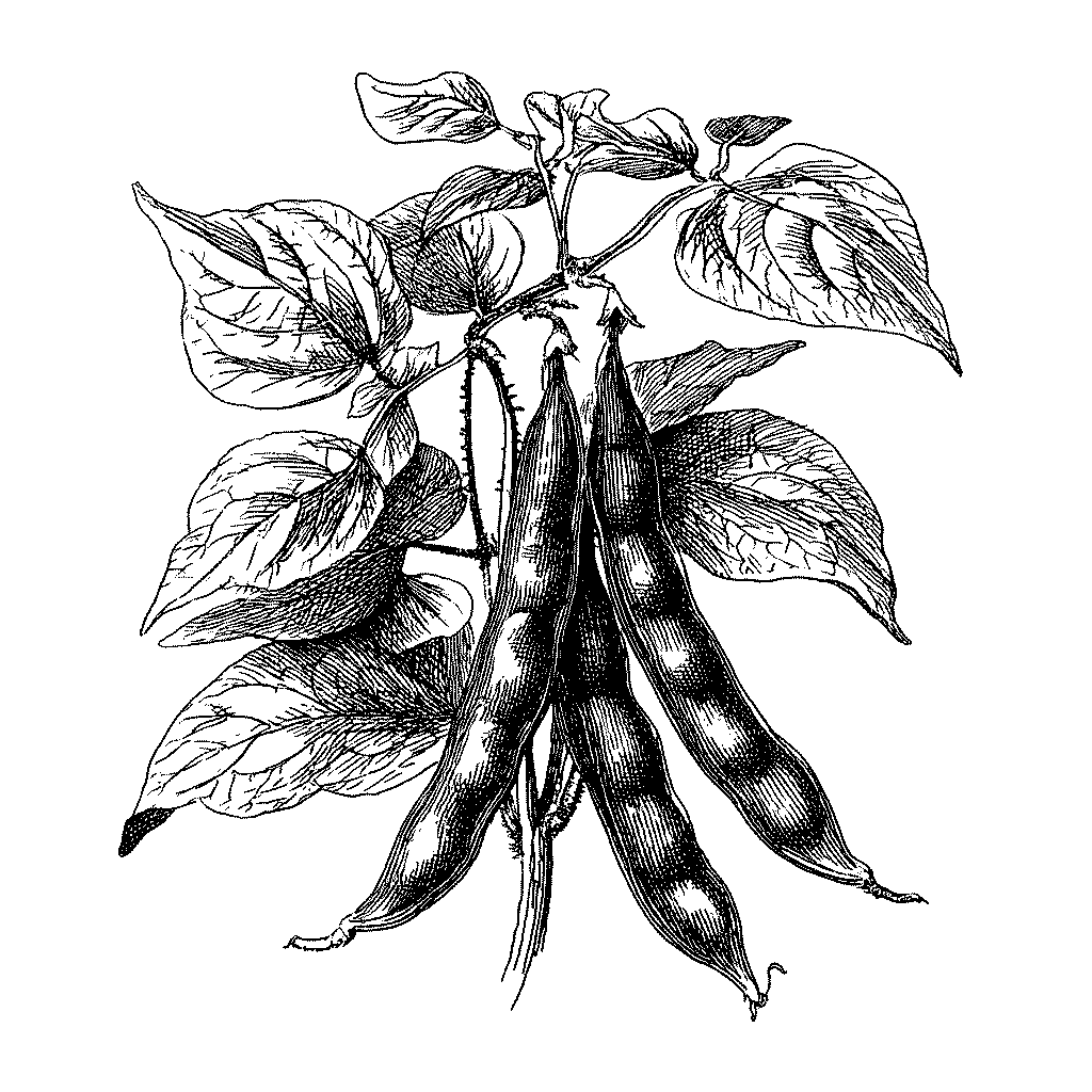 Illustration de gousses de petit pois