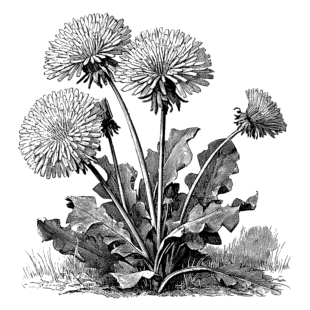 Fleurs de pissenlit en pleine floraison