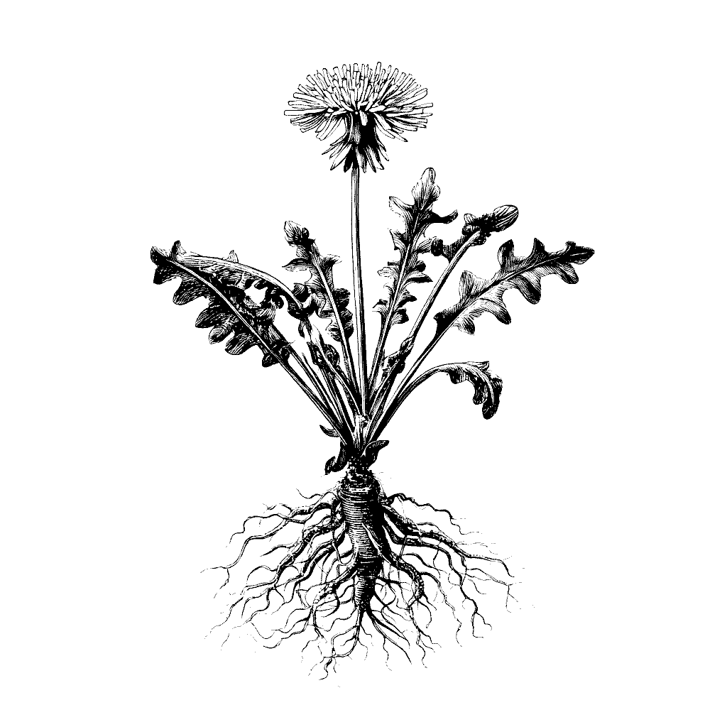 Illustration d’un pissenlit en fleur avec feuilles et racine