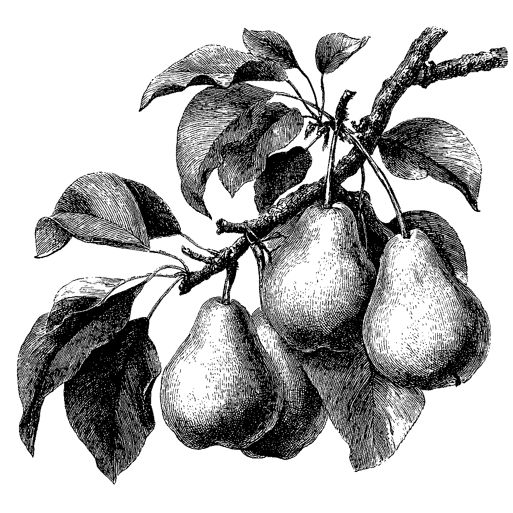 Illustration botanique d'une branche de poirier