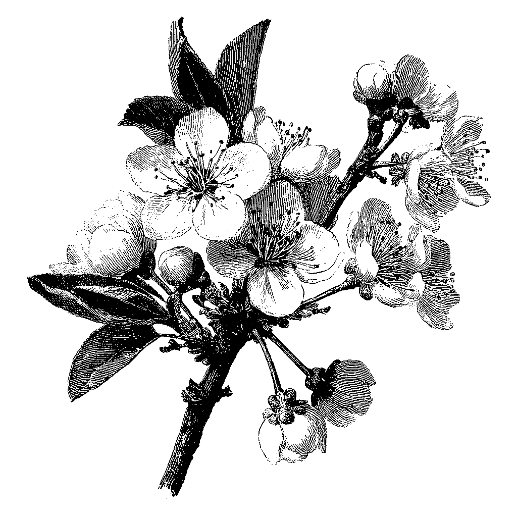 Illustration botanique de fleurs de poirier