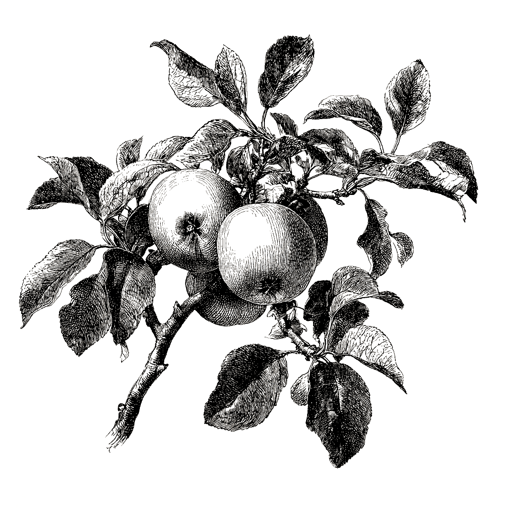 Illustration botanique d'une branche de pommier