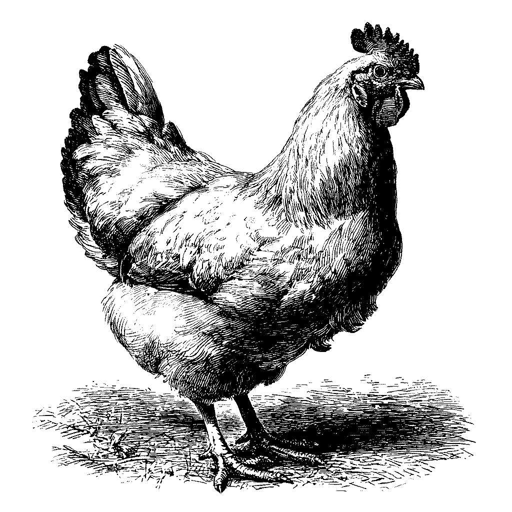 Illustration d’une poule domestique au sol