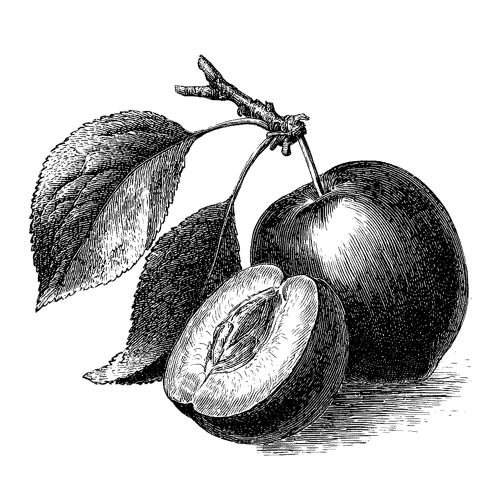 Illustration d'une prune