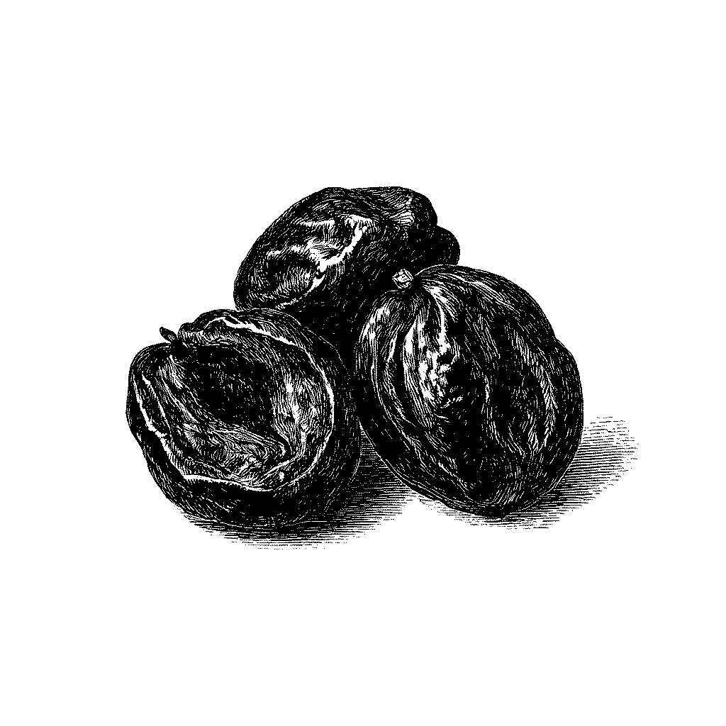 Illustration de prunes séchées