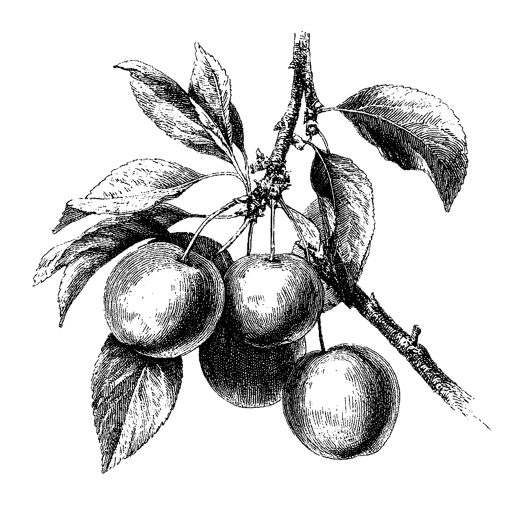 Illustration botanique d'une branche de prunier