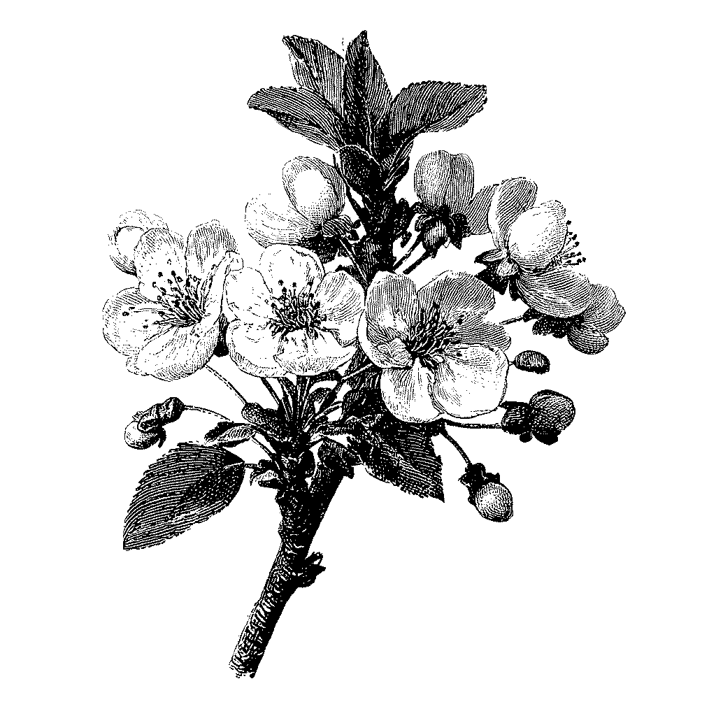Illustration botanique de fleurs de prunier