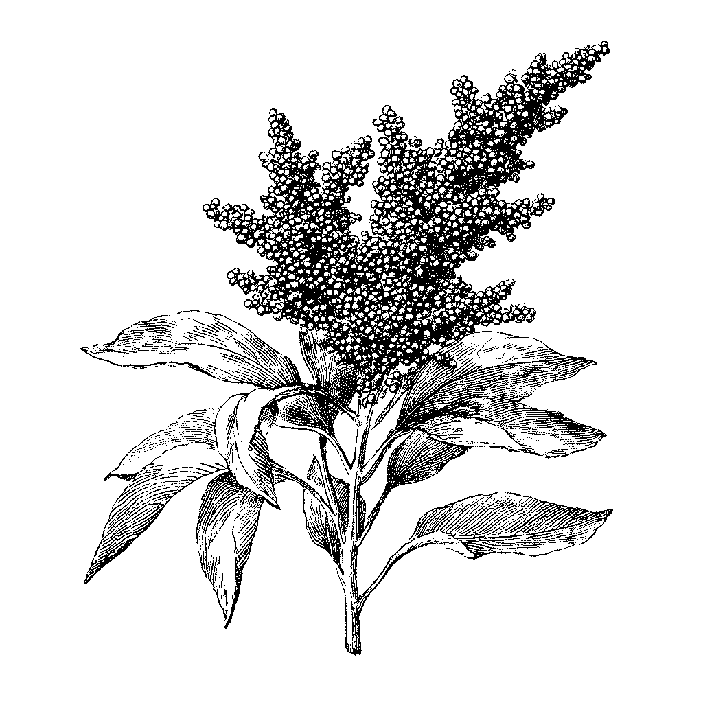 Illustration d’un plant de quinoa