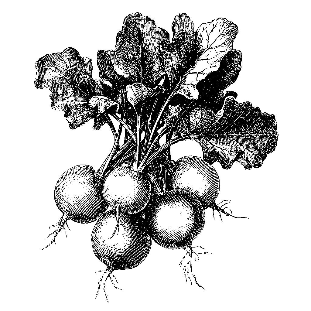 Illustration d’une botte de radis frais