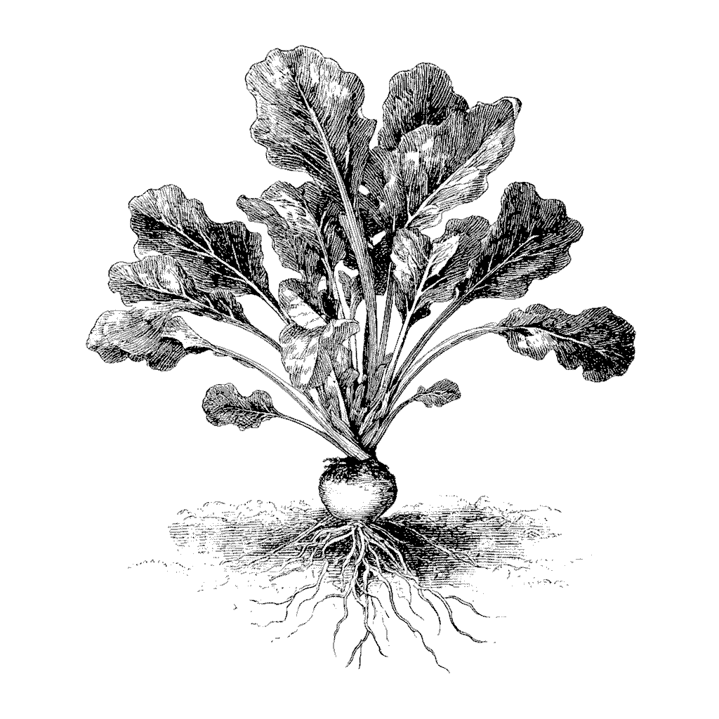 Illustration botanique de radis avec racines et fanes