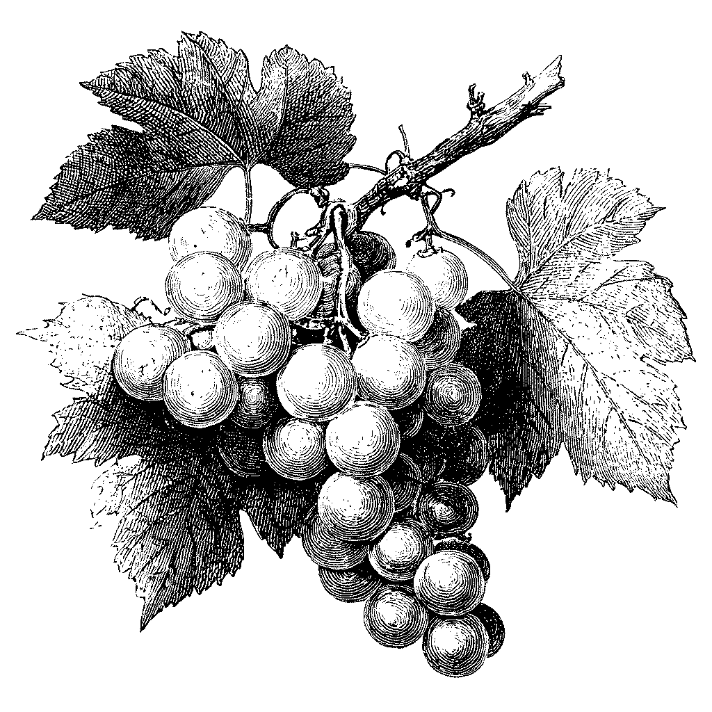 Illustration d’une grappe de raisin blanc