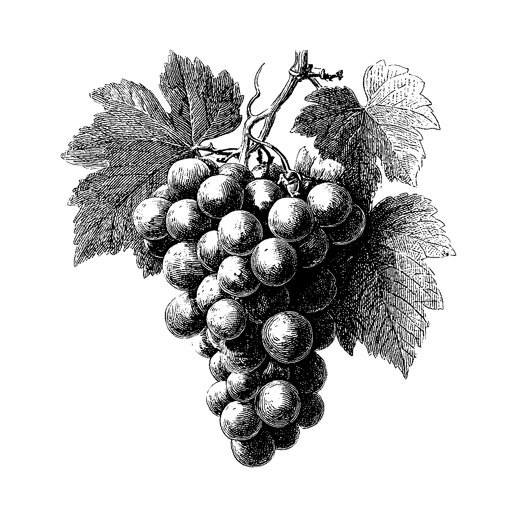 Illustration d’une grappe de raisin noir