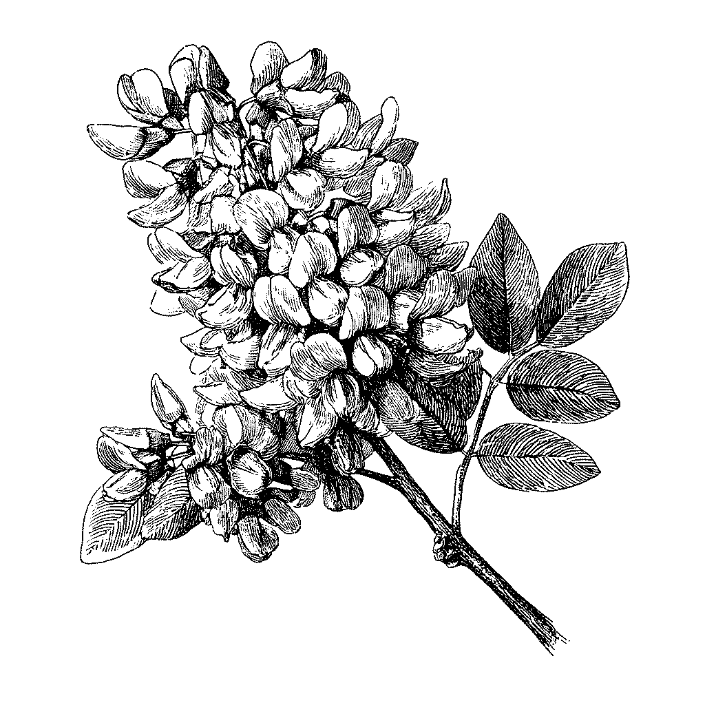 Illustration d'une grappe de fleurs de robinier faux-acacia