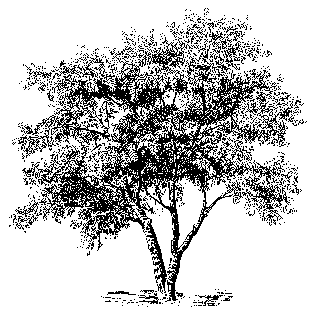 Illustration d’un robinier faux-acacia