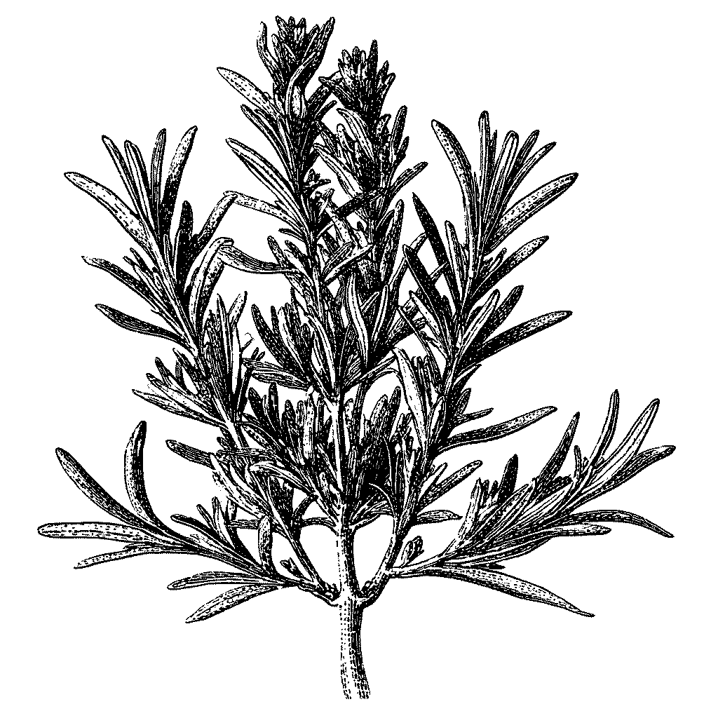 Illustration botanique d’un plant de romarin