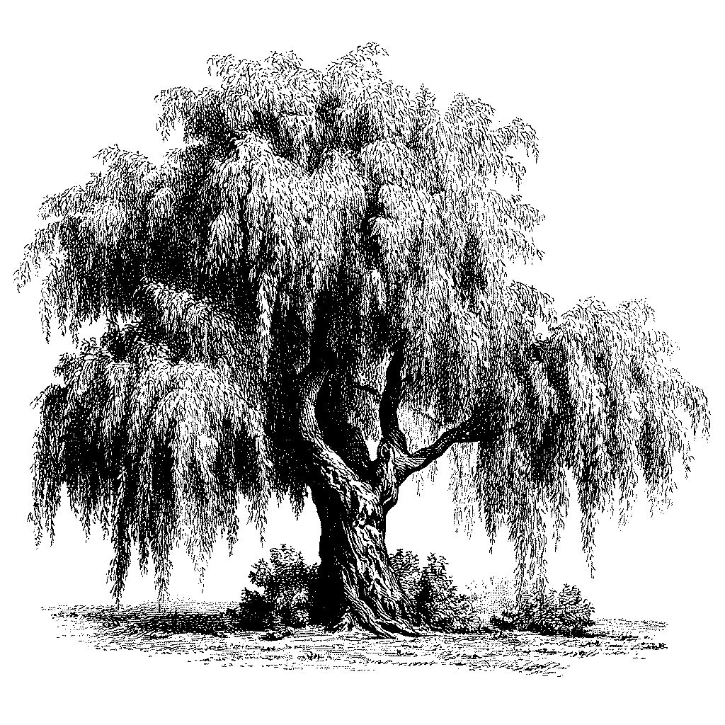 Illustration d'un saule pleureur