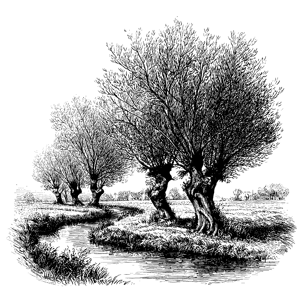 Illustration de saules en bord de rivière