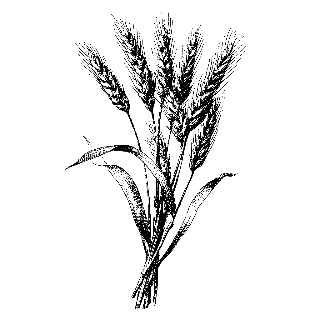 Illustration botanique d’un épi de seigle