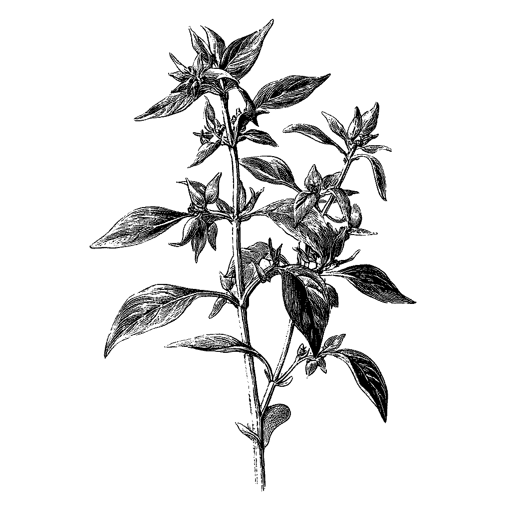 Illustration d’un plant de sésame