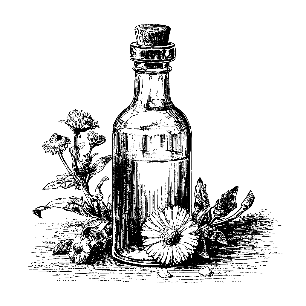 Illustration d’une bouteille de sirop de pâquerette