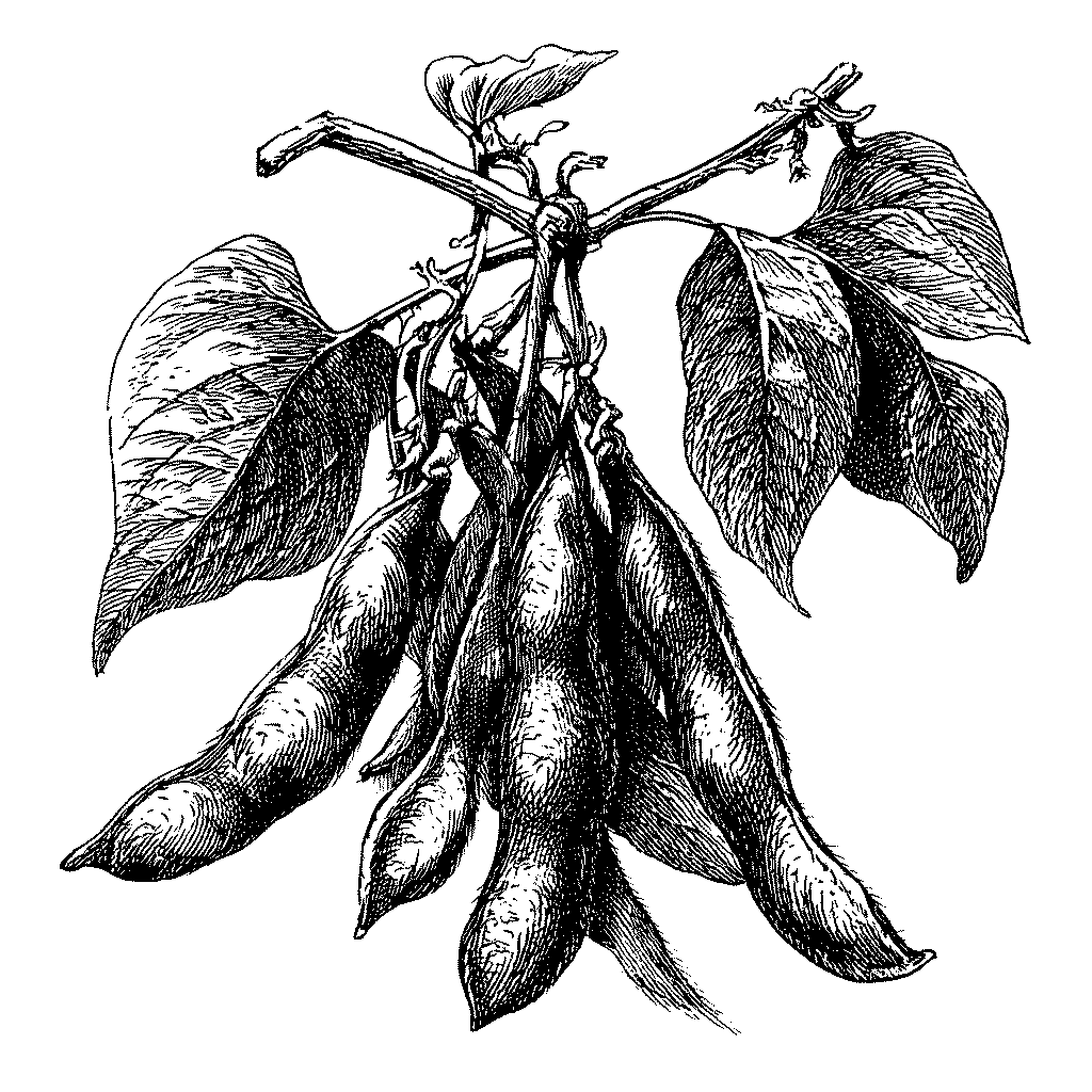 Illustration d’un plant de soja en gousses mûres
