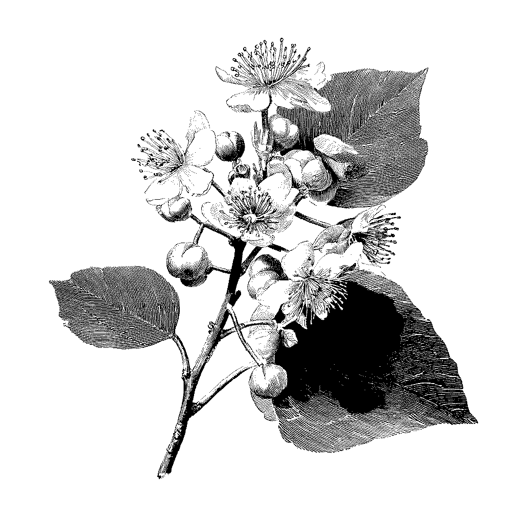 Illustration de fleurs et bractées de tilleul séchées