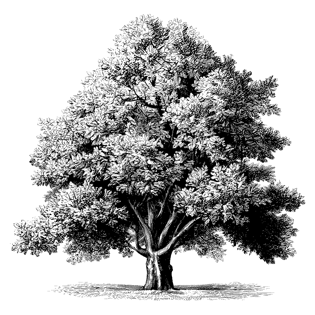 Illustration d’un tilleul