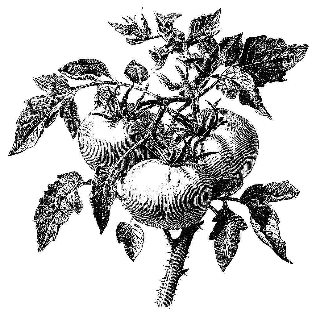 Illustration botanique d’un plant de tomate